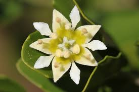 Image result for Quillaja saponaria