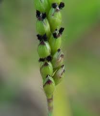 Image result for Urochloa eminii