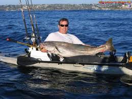 Surf fishing in southern california for many anglers down here usually involve small bass rods and light line. Kayak Fishing For White Seabass