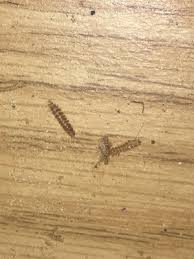 The presence of tiny white worms can be very distressing to any aquarium owner. Worms In Kitchen Drawer Are Carpet Beetle Larvae All About Worms