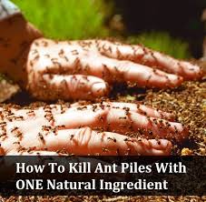 Get rid of house ants and carpenter ants naturally. Natural Ways To Kill Ants And Pests My Merry Messy Life Kill Ants Natural Pesticides Ants