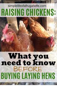 Chickens And Poultry Raising Chickens What You Need To Know Before You Buy Laying Hens Pou In 2021 Raising Backyard Chickens Chickens Backyard Egg Laying Chickens