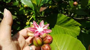 Tumbuhan sedang tidak berbunga atau tidak berbuah. Tanaman Peneduh Berbunga Indah Dillenia Suffruticosa Griff Ex Hook F Thomson Martelli Planter And Forester