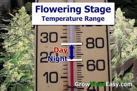 Make sure that the grow room temperature remains between 20˚c and 25˚c and 18 ˚c during the hours of darkness. Cannabis Temperature Tutorial Grow Weed Easy