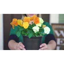 Image result for Pentas schumanniana