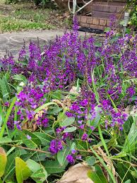 Image result for Violaceae