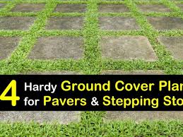 How To Stop Moss Growing On Brick Paving - S&S Pavers