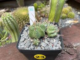 Image result for Monanthotaxis