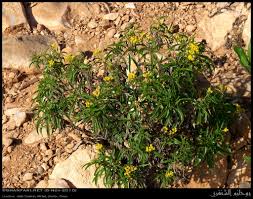 Image result for Psiadia punctulata