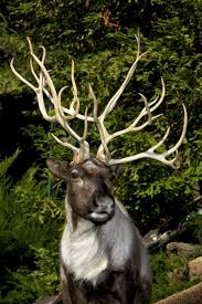 10 Festive Reindeer Facts Animal Pictures Animals Wild Animals Photography