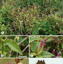 Image result for Pupalia micrantha