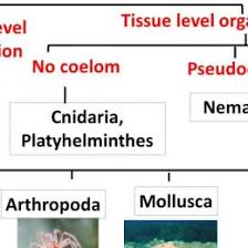 Biological Classification Flow Chart Classification Of