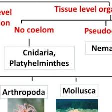 biological classification flow chart classification of