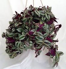 Pin On Gardening Houseplants