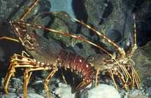 Image result for Palinurus elephas