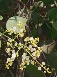 Image result for Salvadora australis