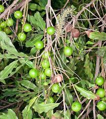 Image result for Macadamia aff. integrifolia