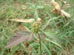 Image result for Melochia corchorifolia