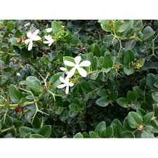 Image result for Craibia grandiflora