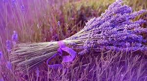 Değerli misafirlerimiz, yolda alınan serbest sabah kahvaltısının ardından, isparta'nın lavanta üretimi ile meşhur keçiborlu ilçesinin kuyucak köyüne gidiyoruz. Lavanta Tarlalari Merle Turizm Kultur Turu Ve Tatil Firsatlari