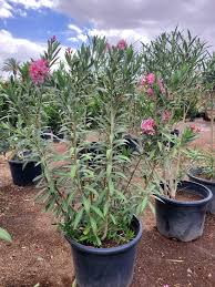 Image result for Nerium oleander