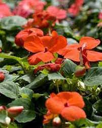 11 shrubs for shade that grow well in zone 6. 6 Colourful Shade Loving Plants Garden Outdoor Lifestyle