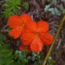 Image result for Harveya