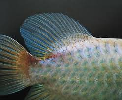 The company's operating segment includes fish farming; Asian Arowana Sharing My Passion And Experiences With You