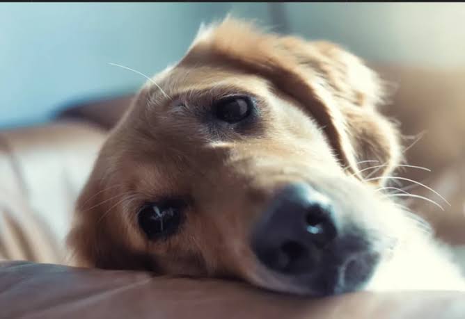 6 Signs Your Pet Needs To See a Vet Sooner Rather Than Later – Moorabbin  Veterinary Hospital