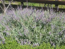 Shop fine gifts from monticello! Salvia Bee S Bliss California Native Plants Native Plants Southern California Native Plants