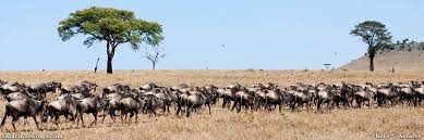 African safari animals in photos. Top 10 Best African Safari Parks And Destinations Of 2021 Safaribookings