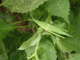 第3回 葉のトラブル 虫に葉を食べられた こんな症状の時どうする 病害虫トラブル110番 野菜編 読みもの サカタのタネ 家庭菜園 園芸情報サイト 園芸通信