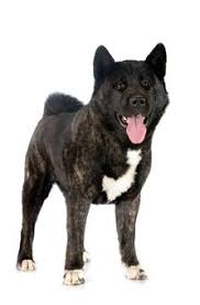 Tous Les Chiens Peuvent Etre Nourris Avec De La Patee A Condition De Leur Fournir A Cote Un Moyen D Entretenir Leurs Dentitions O En 2020 Chien Akita Americain Akita