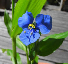 Image result for Commelina latifolia