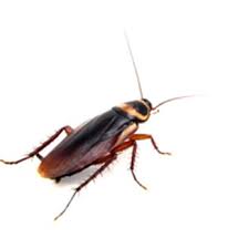 From bee and wasp control to termite control, you can feel confident knowing that we will provide the effective pest management services you need. Anchor Pest Management 10 Photos Pest Control 647 Dupont Rd Charleston Sc Phone Number Yelp