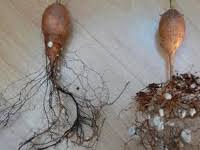 Image result for Elephantorrhiza suffruticosa