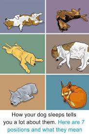 How Your Dog Sleeps Tells You A Lot About Them Here Are 7 Positions And What They Mean Dog Sleeping Positions Sleeping Dogs Dog Behavior