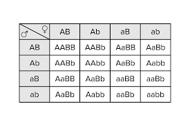 B) a dihybrid cross involves organisms that are heterozygous for two characters that. Genetics And Evolution For The Mcat Everything You Need To Know Shemmassian Academic Consulting