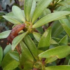 Image result for Pereskia aculeata
