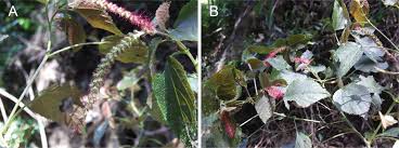 Image result for Acalypha racemosa