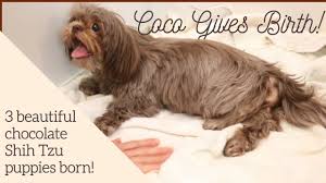 When she gives birth, you will see that the puppies are so small that they actually look like hamsters. Chocolate Shih Tzu Giving Birth To 3 Puppies How To Help A Shih Tzu Give Birth Youtube