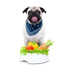 However, certain foods, such as meat for instance, are best fed cooked. 7 Yummy Homemade Dog Food Recipes Pet Symptoms Diabetic Dog Diabetic Dog Food Dog Food Recipes