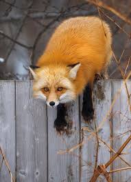 Schnell Ubern Zaun Fuchs Haustier Ausgestopftes Tier Tiere Wild