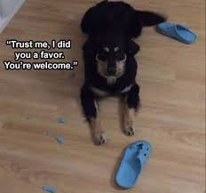 Top 28 Funny Animal Memes Clean Enough For Kids Funny Animal Memes Animal Memes Clean Funny Animals