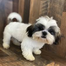 Posted on november 27, 2019 (december 19, 2019) by puppies.info. Sheree Shih Tzu Puppy 627175 Puppyspot