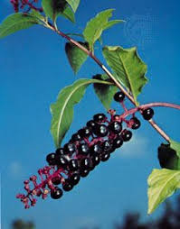 Image result for Lophiocarpaceae