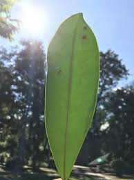 Image result for Pentadesma