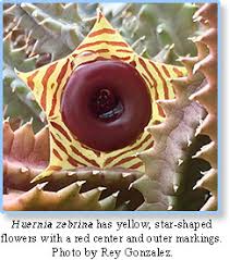 Image result for Huernia erectiloba