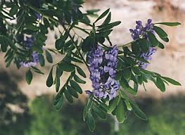 Emerald green arborvitae, thuja green giant, leyland cypress Don T Mess With Texas Toxic Plants 20 Austin Varieties Regent Property Group