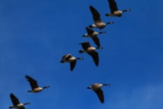 Birds Of A Feather Flock Together Song Teamwork Birds Of A Feather Flock Together Cmoe